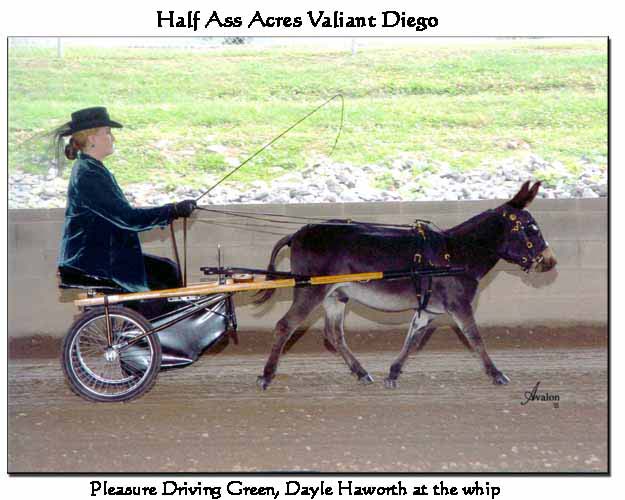 Half Ass Acres 'Valiant Diego'