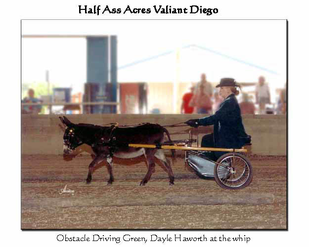 Half Ass Acres 'Valiant Diego'