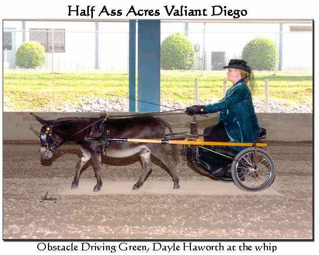 Half Ass Acres 'Valiant Diego'
