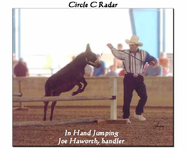 Circle C Radar & Joe