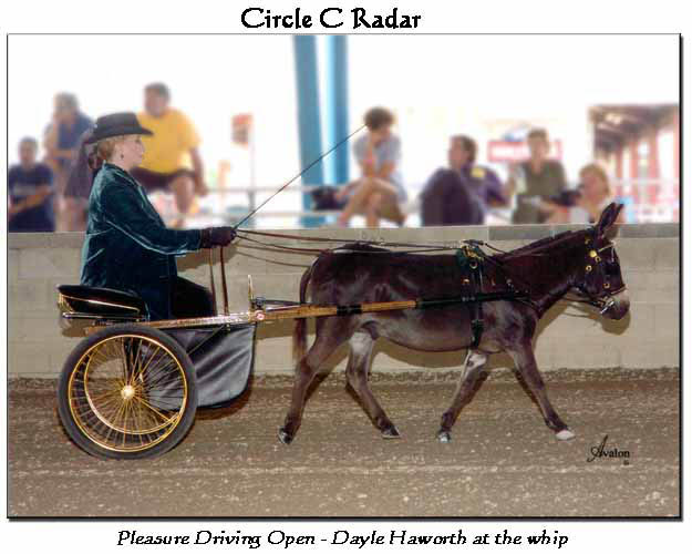 Circle C Radar & Dayle