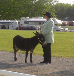Halter Class Julia & Diego