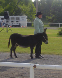 Halter Class Julia & Diego
